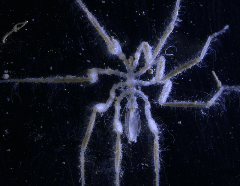 Methane-Eating Bacteria Involved
