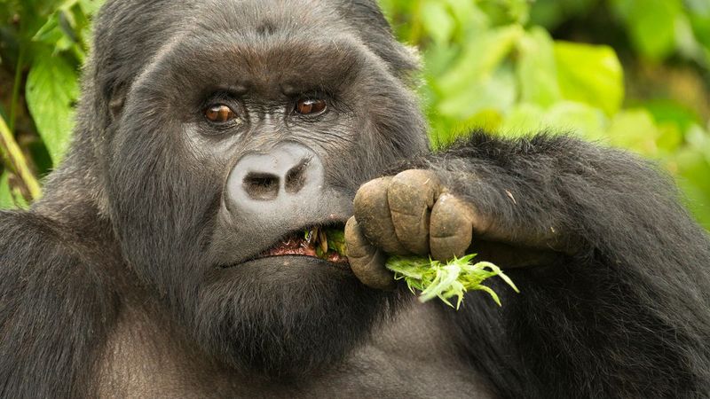 Gourmet Jungle Diners
