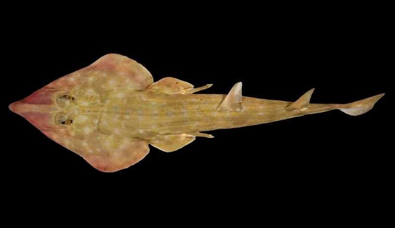 How New Discoveries Impact Conservation