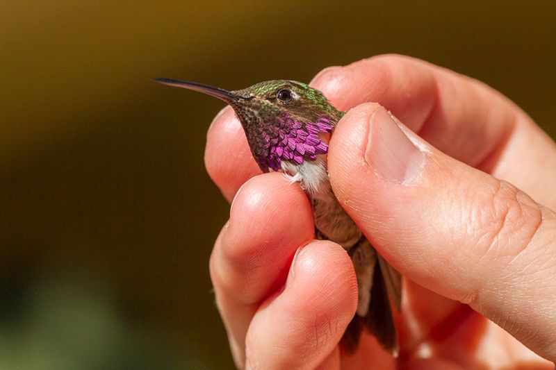 Banding Provides Data On Lifespan And Movement