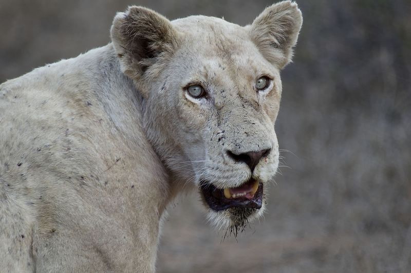 White Lions