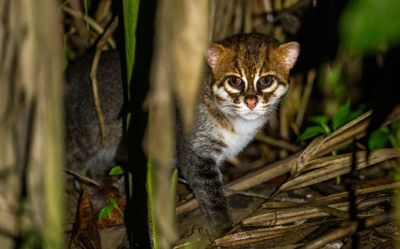 Where Do Flat-Headed Cats Live?
