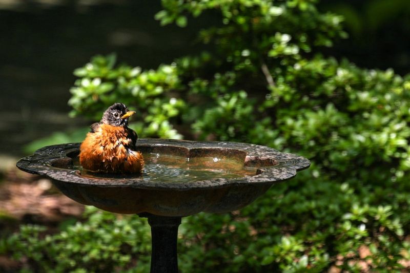 Sun-Scalded Water
