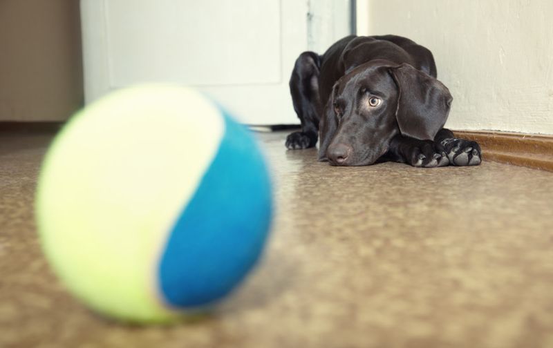 Lack Of Playful Engagement