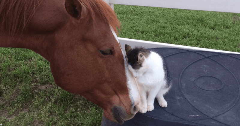 Giving Special Attention To Other Animals