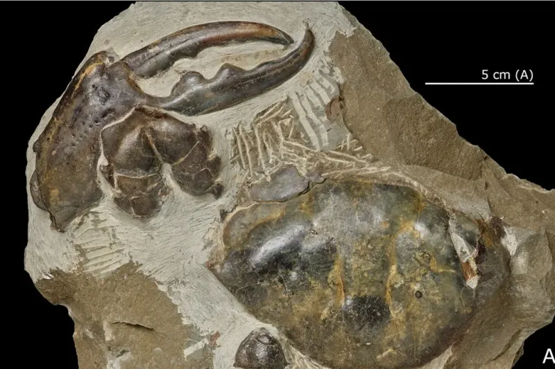 Ancient Evolutionary History