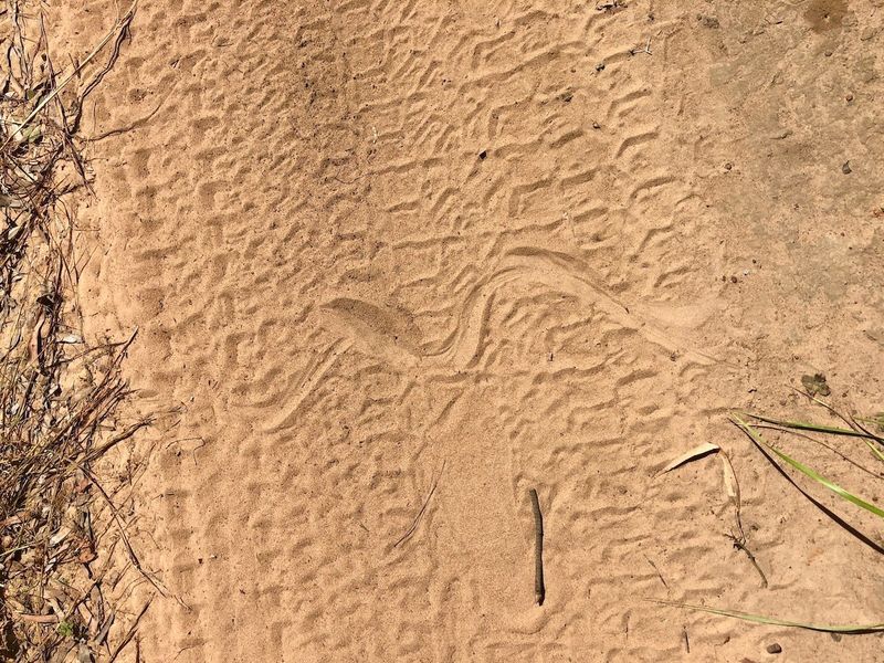 Slither Tracks In Dirt