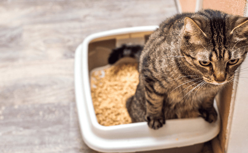 Litter Box Avoidance Often Relates To Urinary Problems