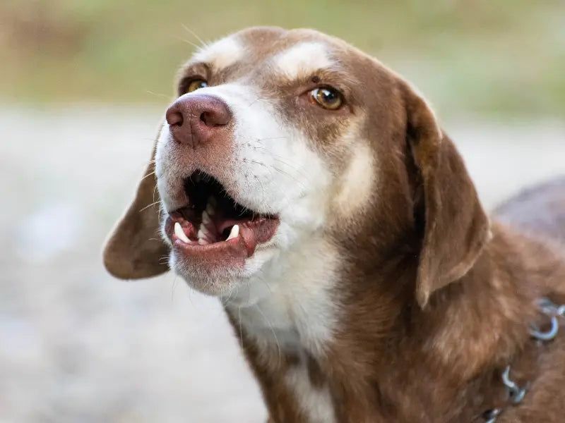 Unusual Vocalizations