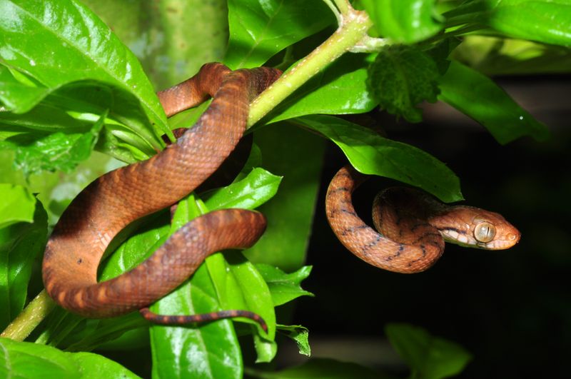 What These New Snakes Tell Us About Papua New Guinea's Unique Fauna
