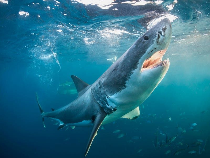 The White Shark Café: A Mysterious Gathering Spot