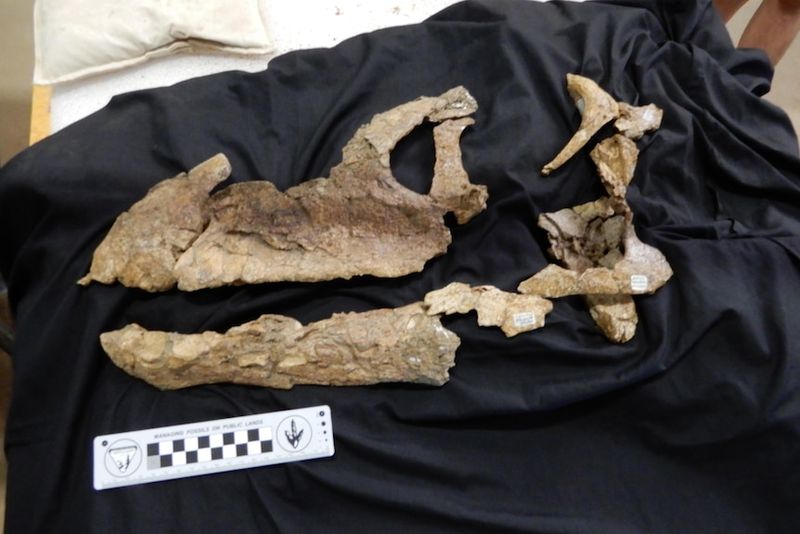 What The Fossil Gut Reveals About Dinosaur Digestion
