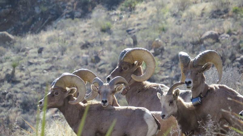 Bighorn Sheep Face Tough Competition