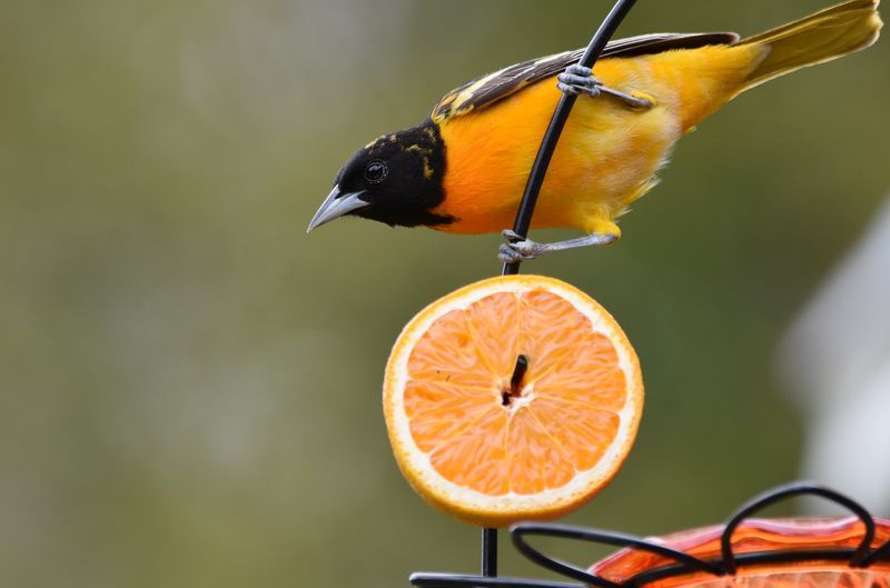 Flamboyant Fruit Lover