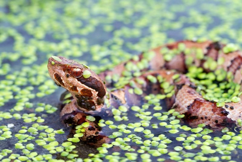 Wetland Wanderers