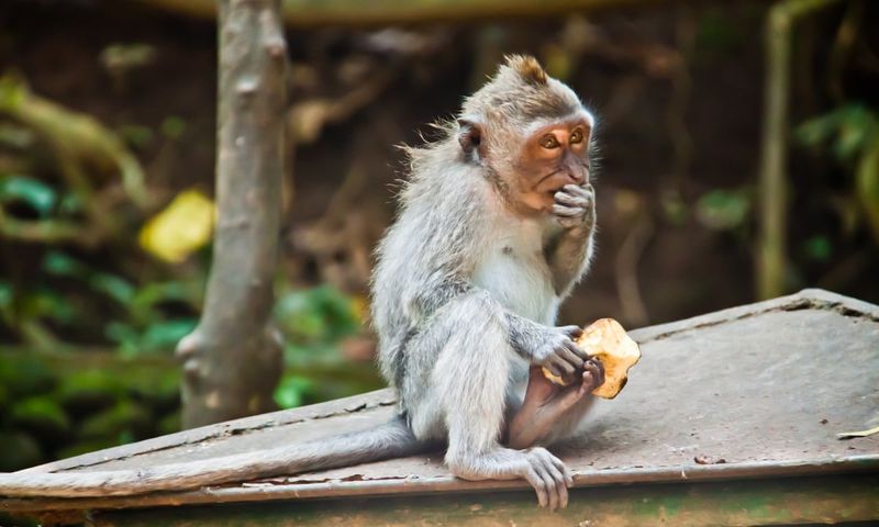 Monkey See, Monkey Steal