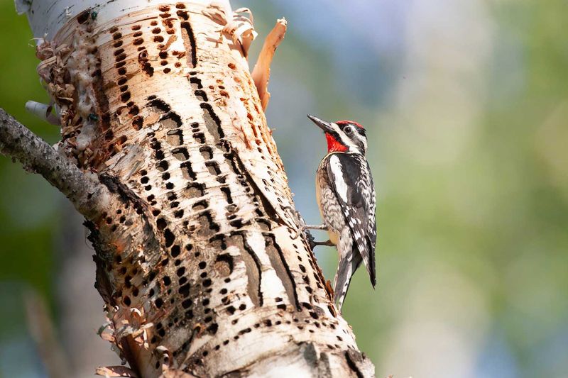 Winter Tree Sap Becomes Vital Resource