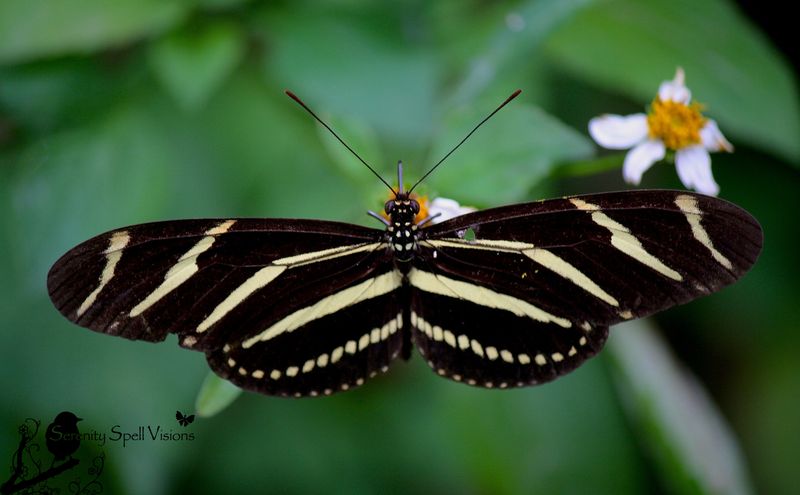 Florida's Everglades Wetland Wilderness