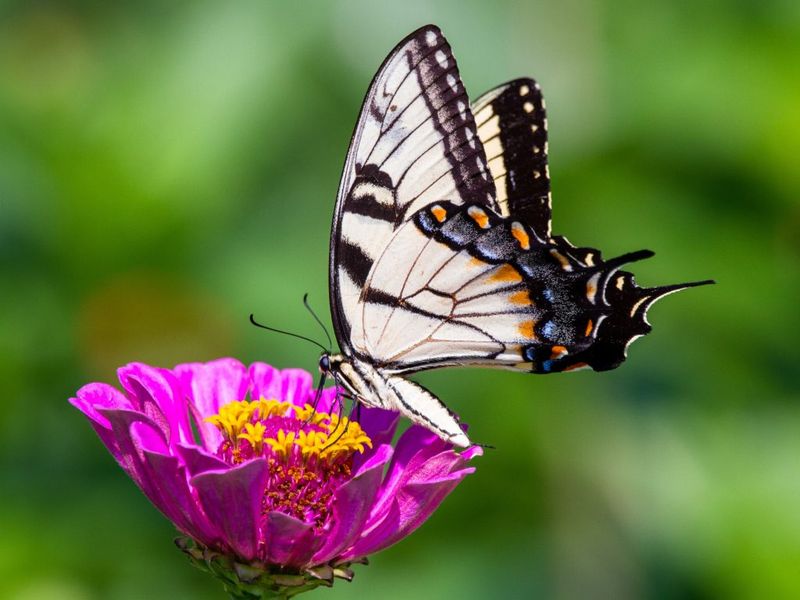 They're Champions Of Cross-Pollination