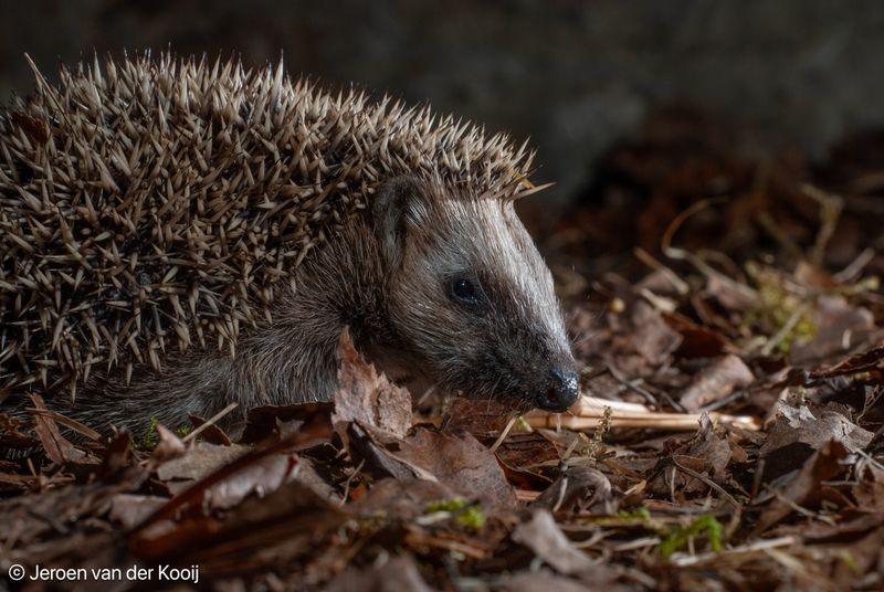 Small Mammal Extinction Wave