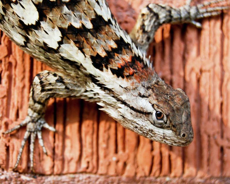 The Spiny Lizard's Amazing Ability To Adapt Quickly