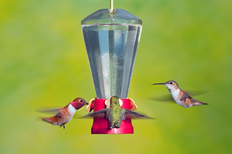 Clean The Feeder Regularly