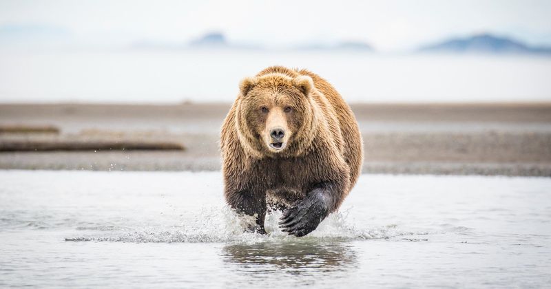 Never Run From A Bear