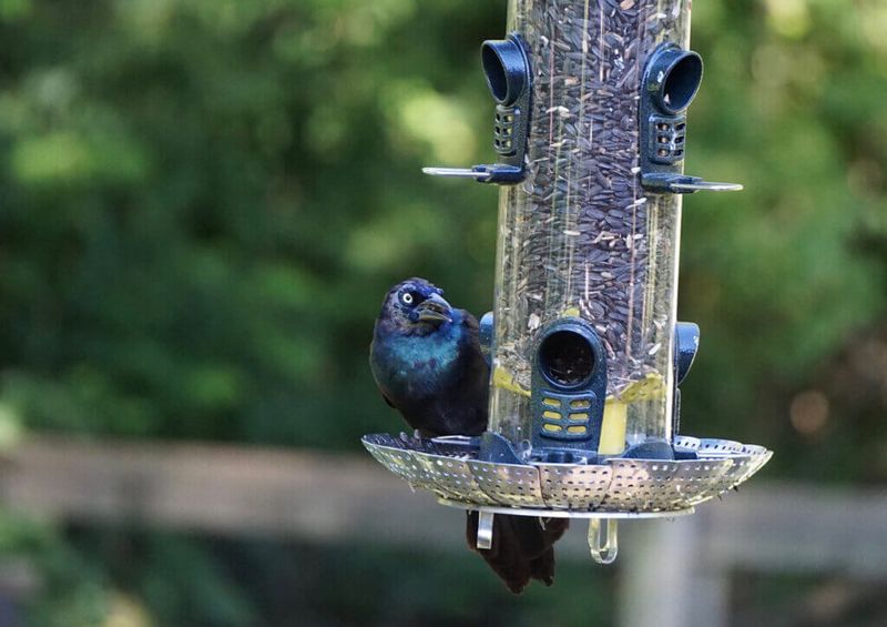 Install A Weight-Activated Feeder