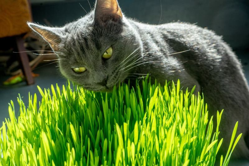 Provide Fresh Grass