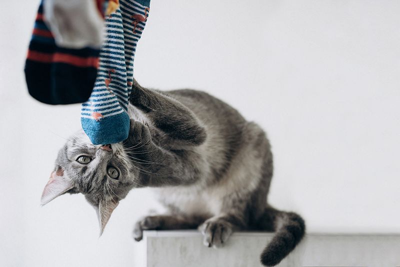 Consider Soft Paws Alternatives