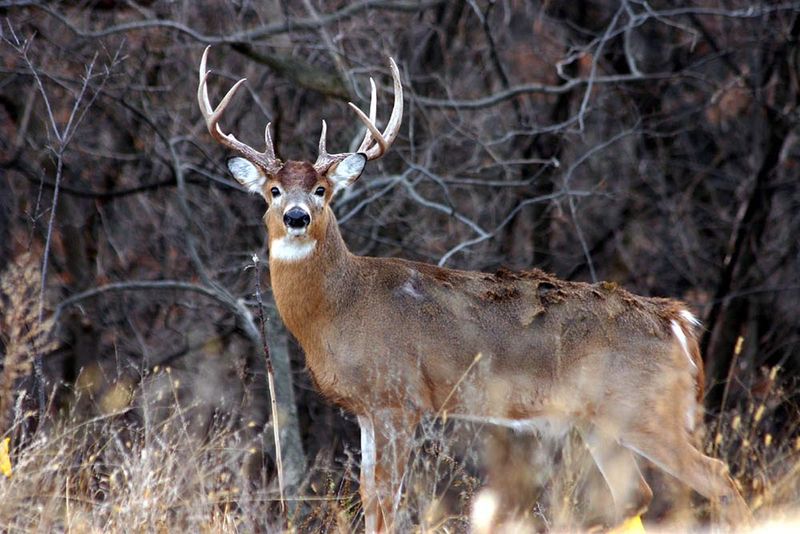 Hunt Downwind Of The Deer