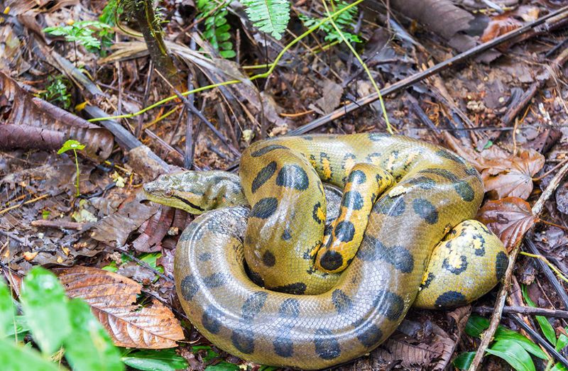 Travel In Groups In Anaconda Territory