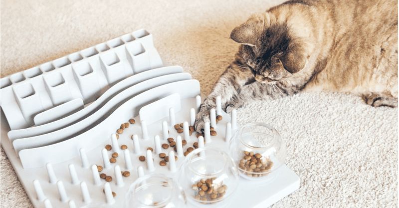 Provide Sensory Enrichment