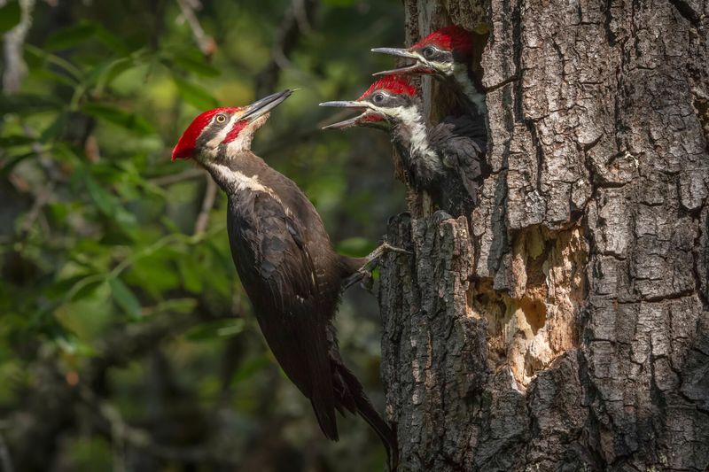 Encourage Natural Predators