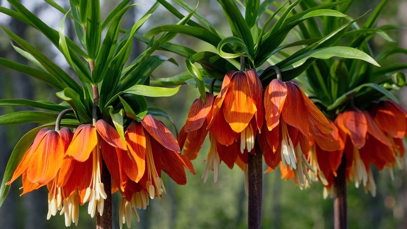 Plant Mole-Repelling Plants