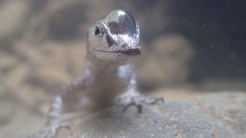 Lives In Moist Forest And Stream Habitats