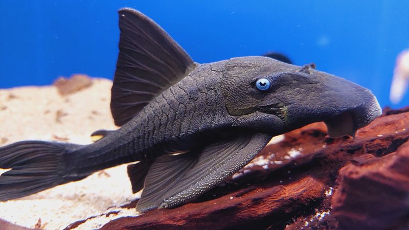 Feeds On Submerged Wood