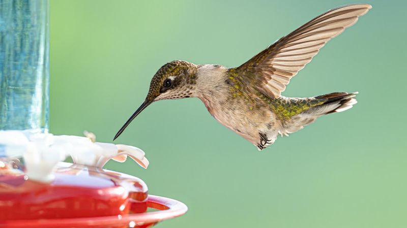 Making Nectar With Hot Tap Water