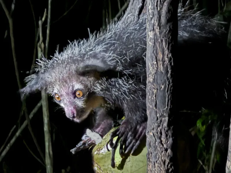 Finding Food In The Dark