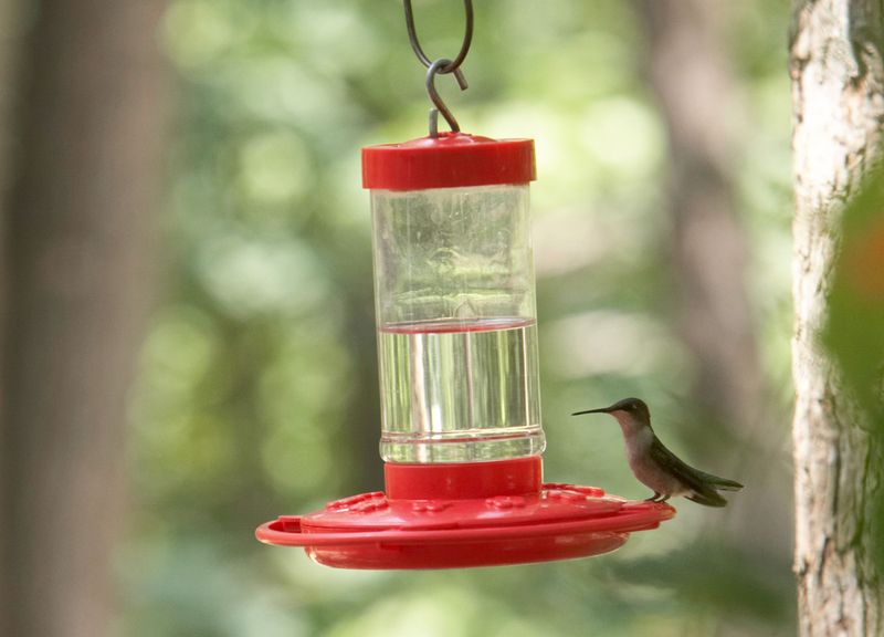 Leaving Feeders Empty Too Long