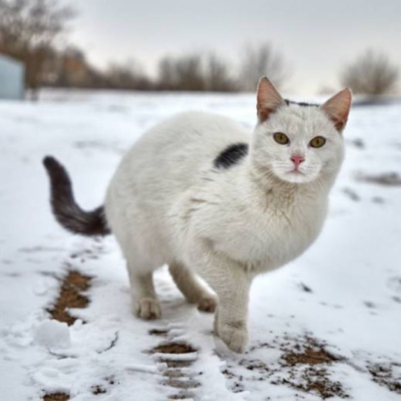 Vibrant Whiskers As Sensory Tools