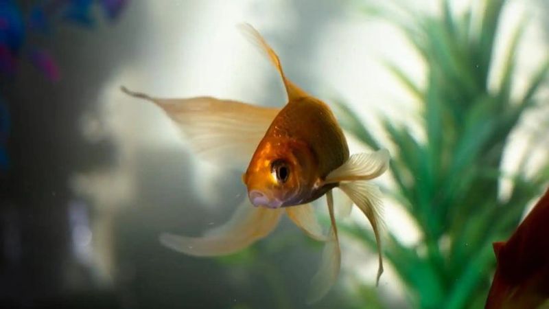 Keeping Incompatible Fish Together
