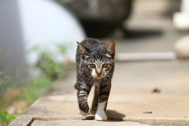 Coming When Called