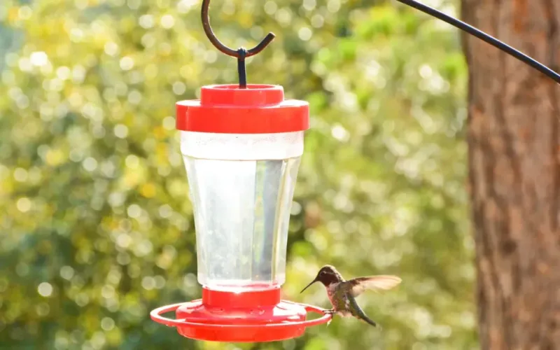 Filling Feeders in Direct Sunlight