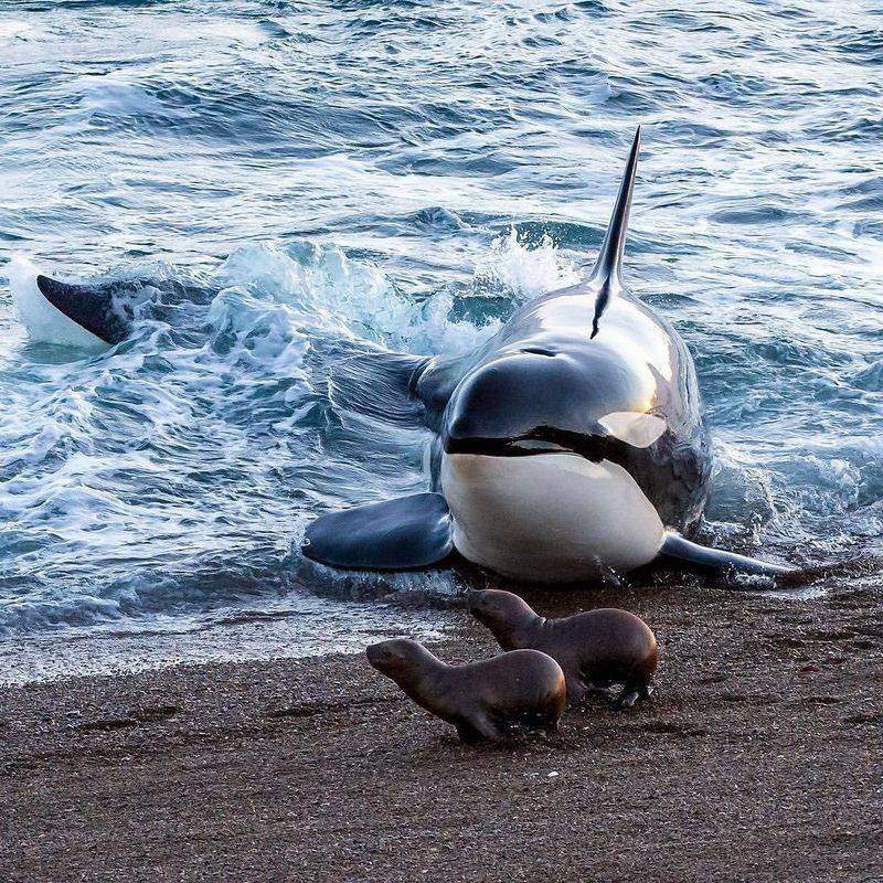 Beaching Themselves To Catch Seals
