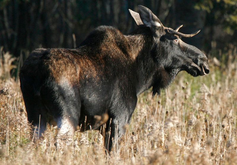 Vermont – Eastern Moose