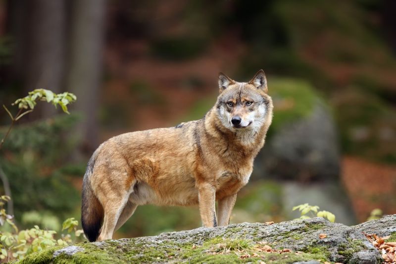 Texas' Lost Lobos