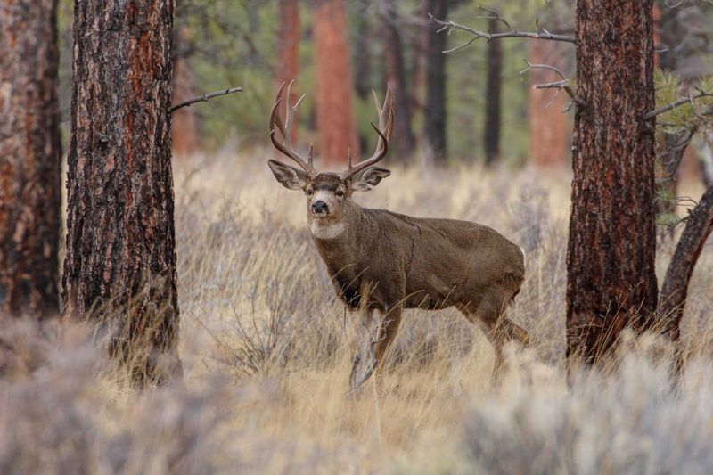 Montana's Mountain Monarchs