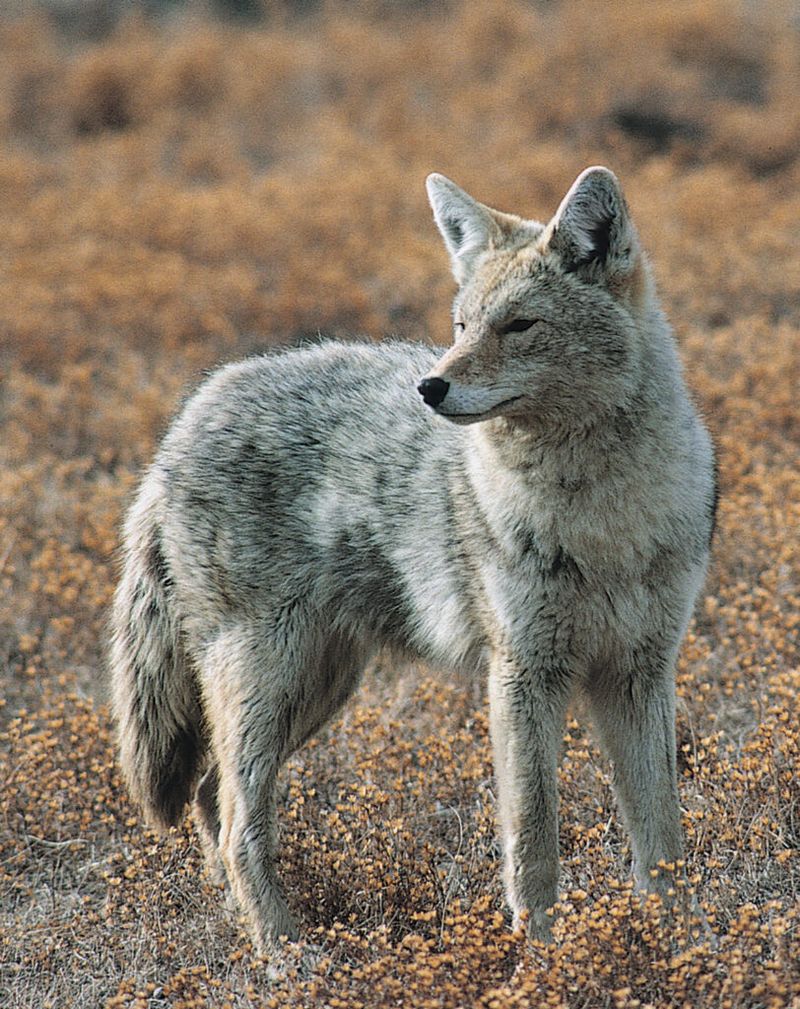 North Dakota