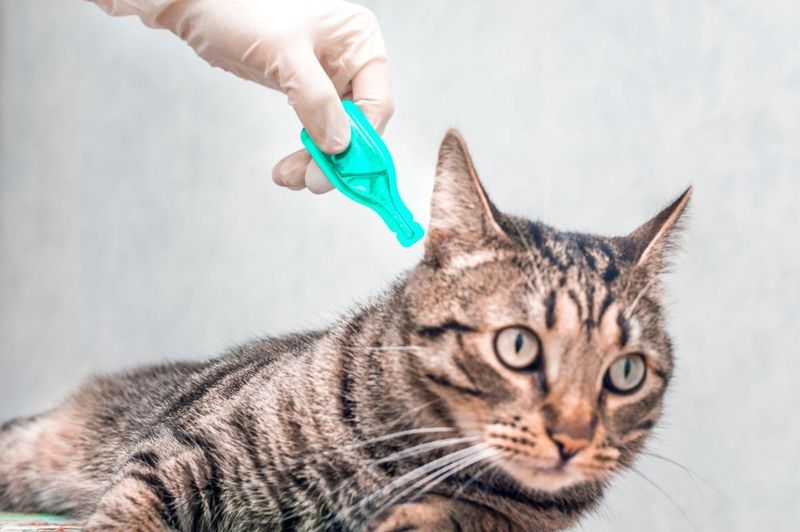 Regular Parasite Prevention Matters